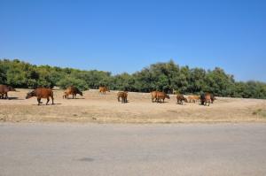 Buffle nain des forêts