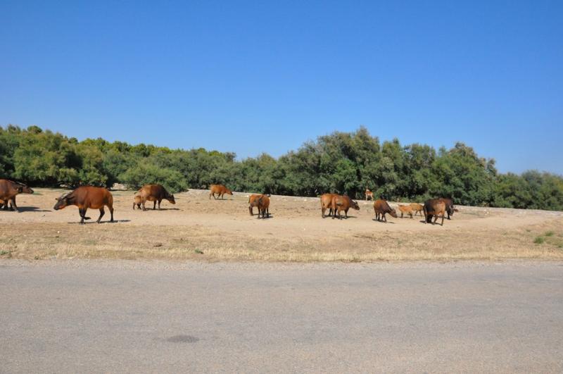 Buffle nain des forêts