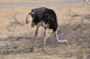 Autruche