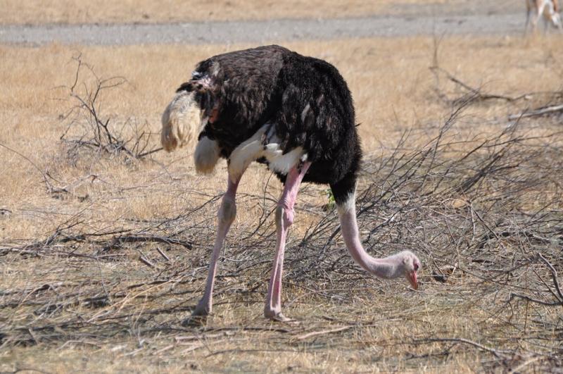 Autruche