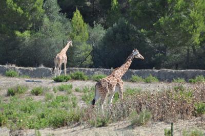 Girafe de Kordofan - 2012