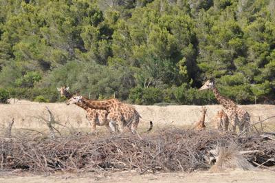 Girafe de Kordofan - 2012