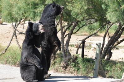 Ours à collier - 2012