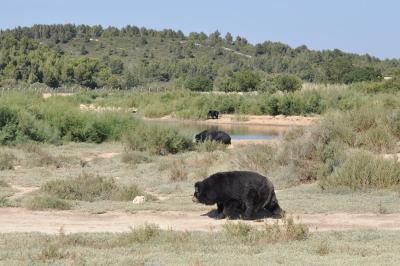 Ours à collier - 2012