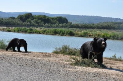 Ours à collier - 2012