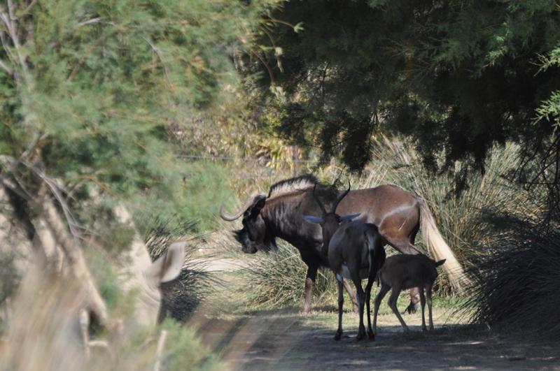 Gnou à queue blanche