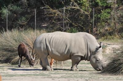 Rhinocéros blanc - Sitatunga - 2012