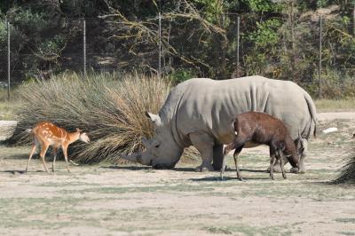 Rhinocéros blanc - Sitatunga - 2012