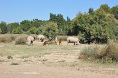 Rhinocéros blanc - Sitatunga - 2012