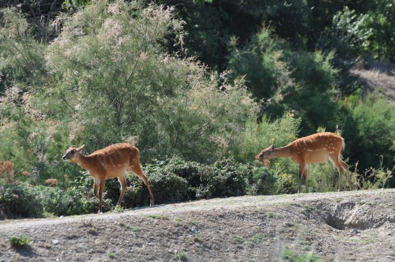 Sitatunga