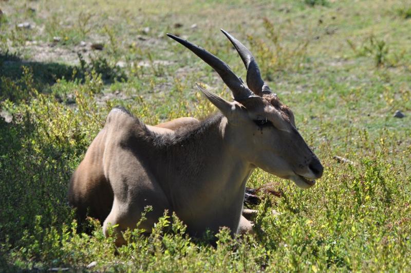 Eland du Cap