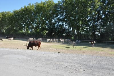 Zèbre de Grant - Watusi - 2012
