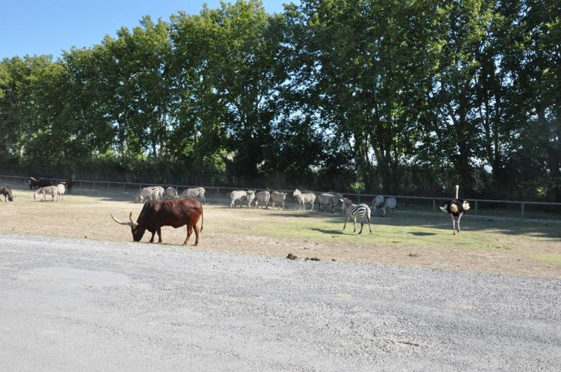 Zèbre de Grant - Watusi