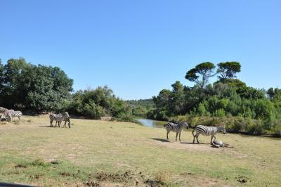 Zèbre de Grant - 2012
