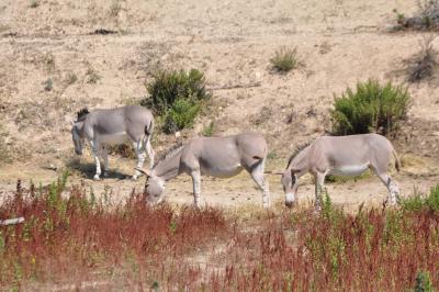 Ane de Somalie - 2012