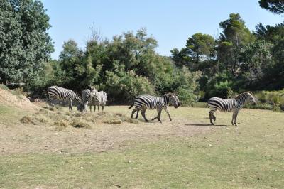 Zèbre de Grant - 2012