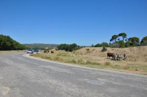 Zèbre de Grant - Watusi