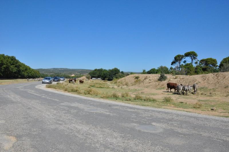 Zèbre de Grant - Watusi