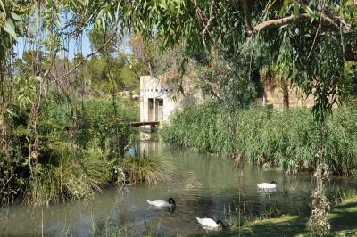 Saimiri - Cygne à cou noir - 2012