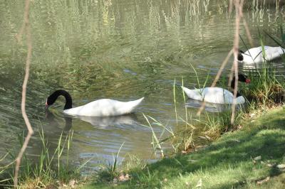 Cygne à cou noir - 2012