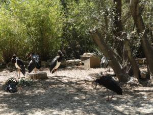 Volière Cigogne d'Abdim