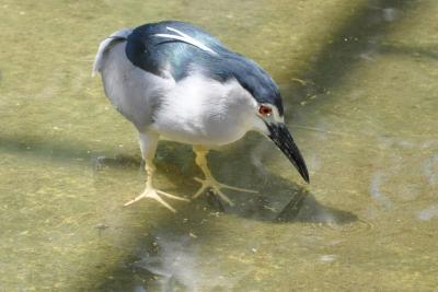 Héron bihoreau - 2012