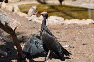 Volière Ibis sacré