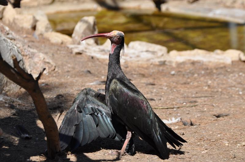 Volière Ibis sacré