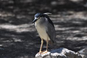 Volière Héron bihoreau