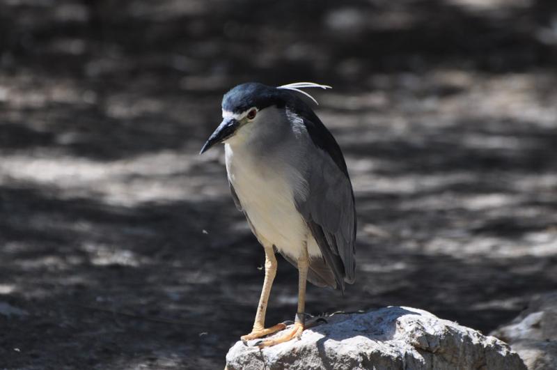 Volière Héron bihoreau