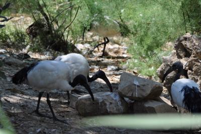 Ibis sacré - 2012