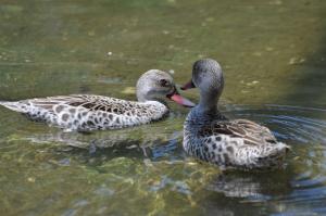 Volière Sarcelle du Cap