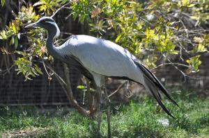 Volière Grue Demoiselle de Numidie