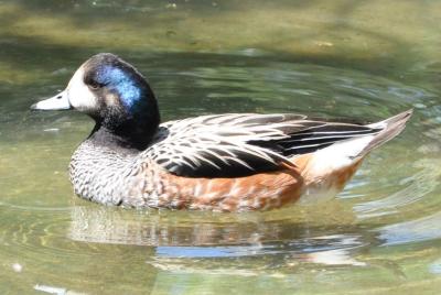 Siffleur du Chili - 2012