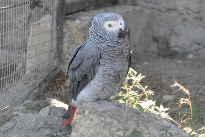 Perroquet Gris du Gabon