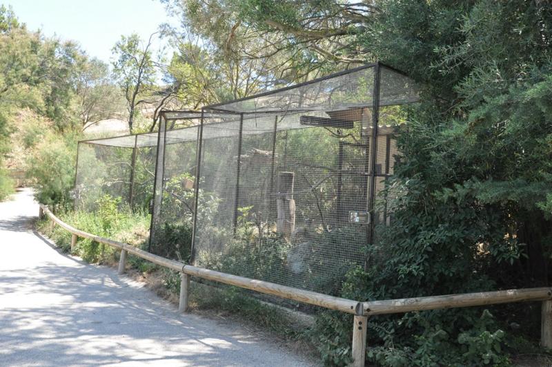 Perroquet Gris du Gabon