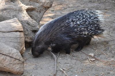 Porc-épic à crète - 2012