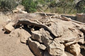 Porc-épic à crète