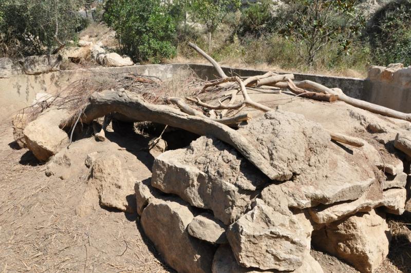 Porc-épic à crète