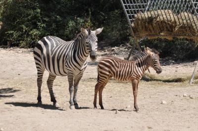 Zébre de montagne - 2012