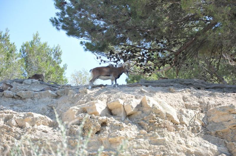 Mouflon de Corse