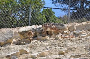 Mouflon de Corse