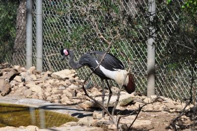Grue couronnée - 2012