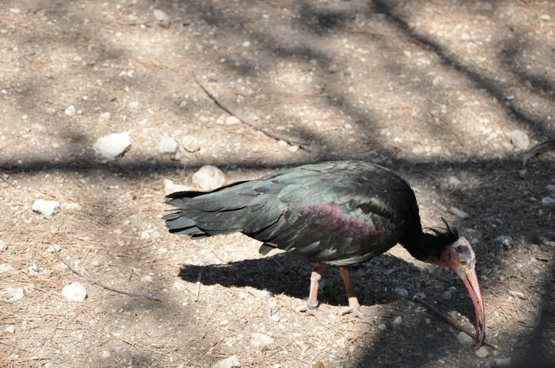 Volière Ibis sacré