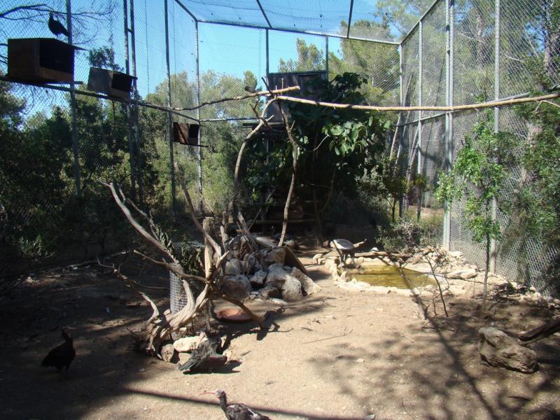 Pintade vulturine - Faisan de Wallich- Ibis sacré