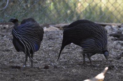 Pintade vulturine - 2012