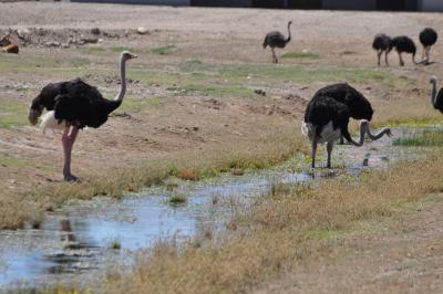 Autruche - 2012