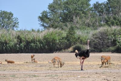 Autruche - Cobe de Lechwe - 2012