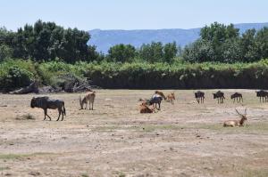Cobe de Lechwe - Gnou bleu