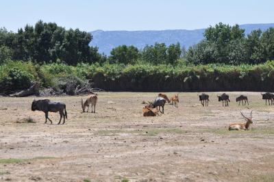 Cobe de Lechwe - Gnou bleu - 2012